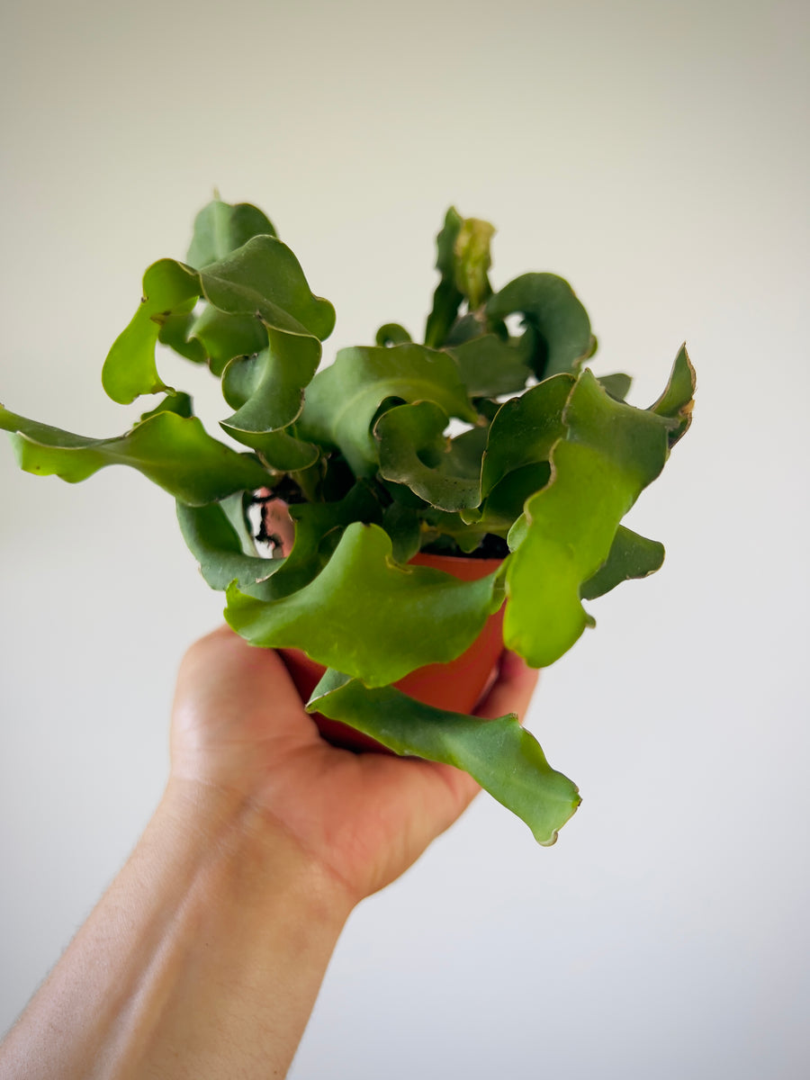 Epiphyllum Curly Sue - Large & Trailing - 4