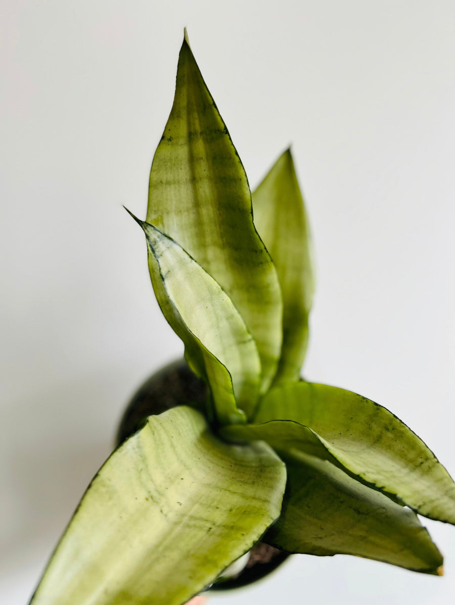 Sansevieria 'Moonshine' - 4