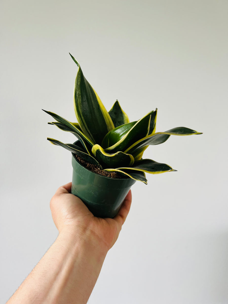 glow in the dark snake plant Dark Star Sansevieria - Snake Plant