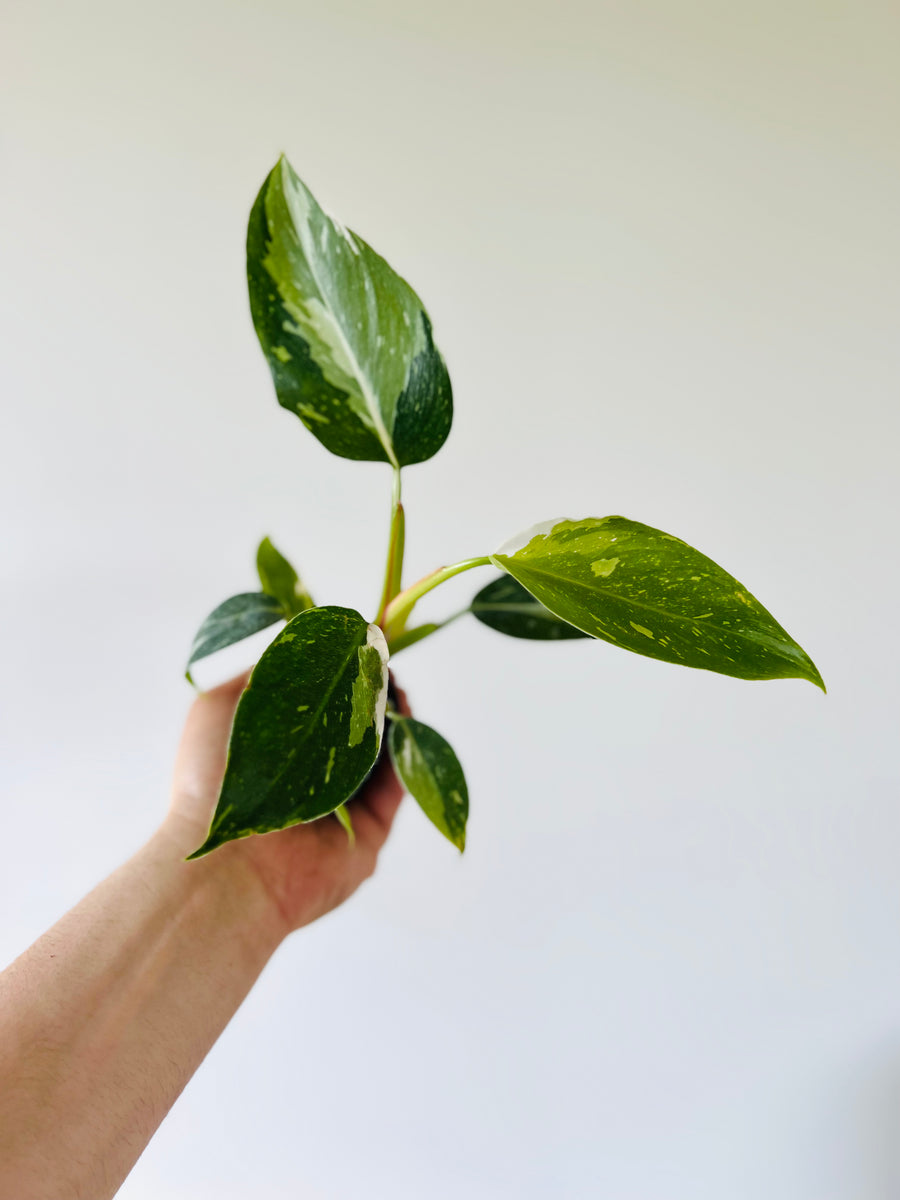 Philodendron White Princess - Medium Variegation - 3” Pot