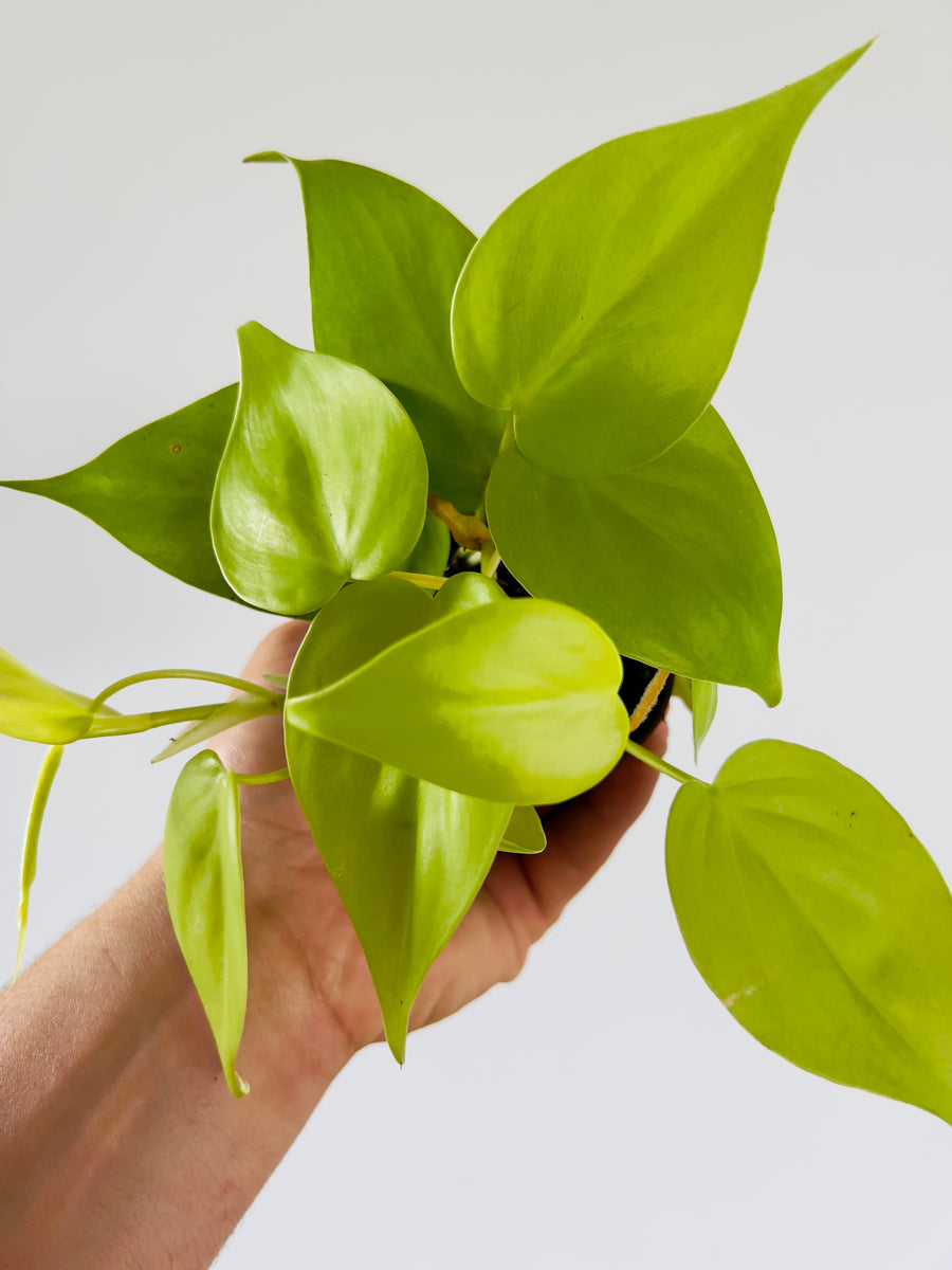philodendron lemon Philodendron Hederaceum 'Lemon'