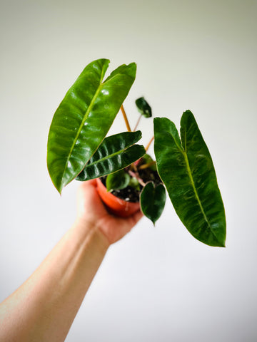 Philodendron Billietiae - 4