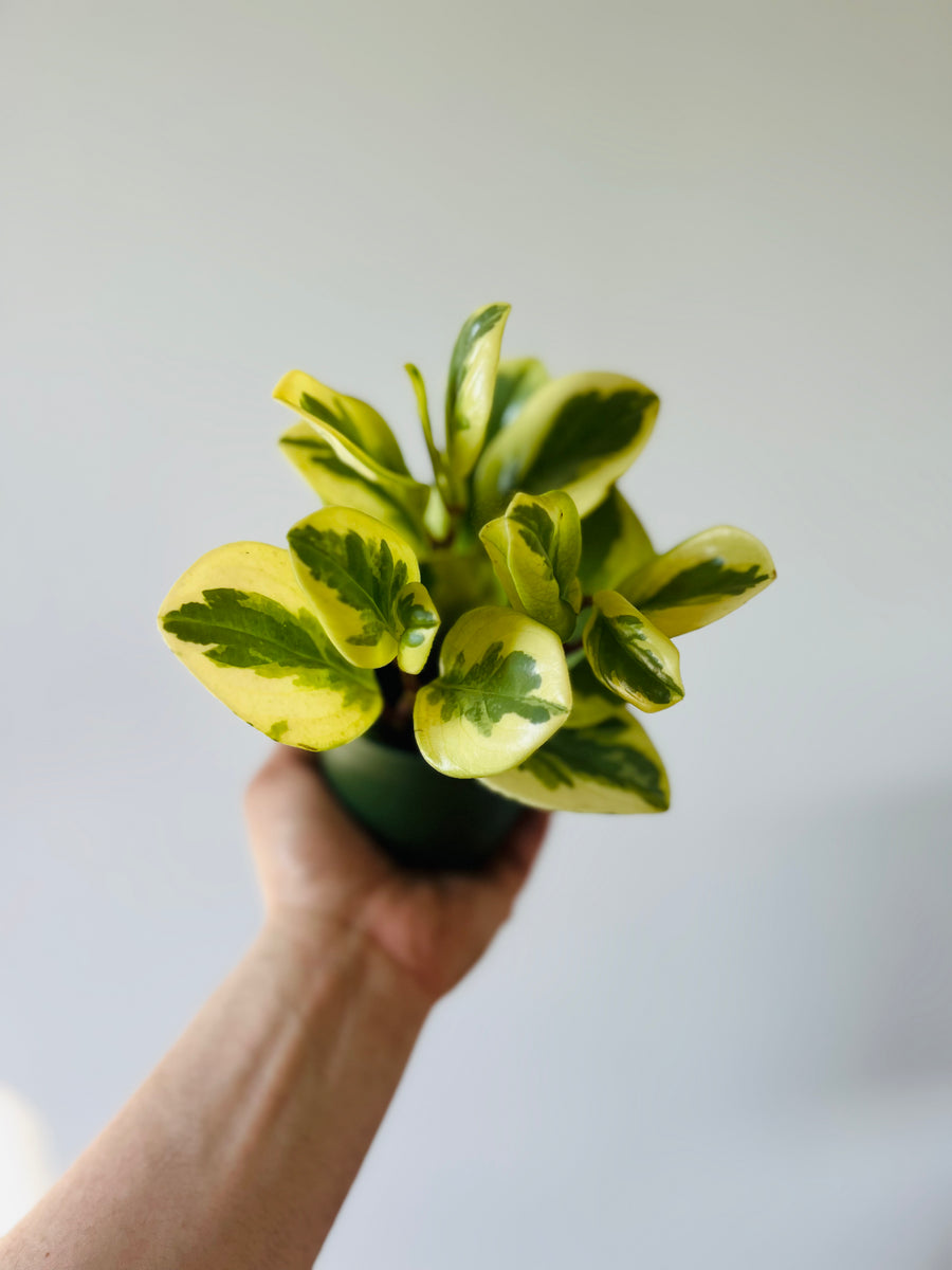 Peperomia Citrus Twist - 4