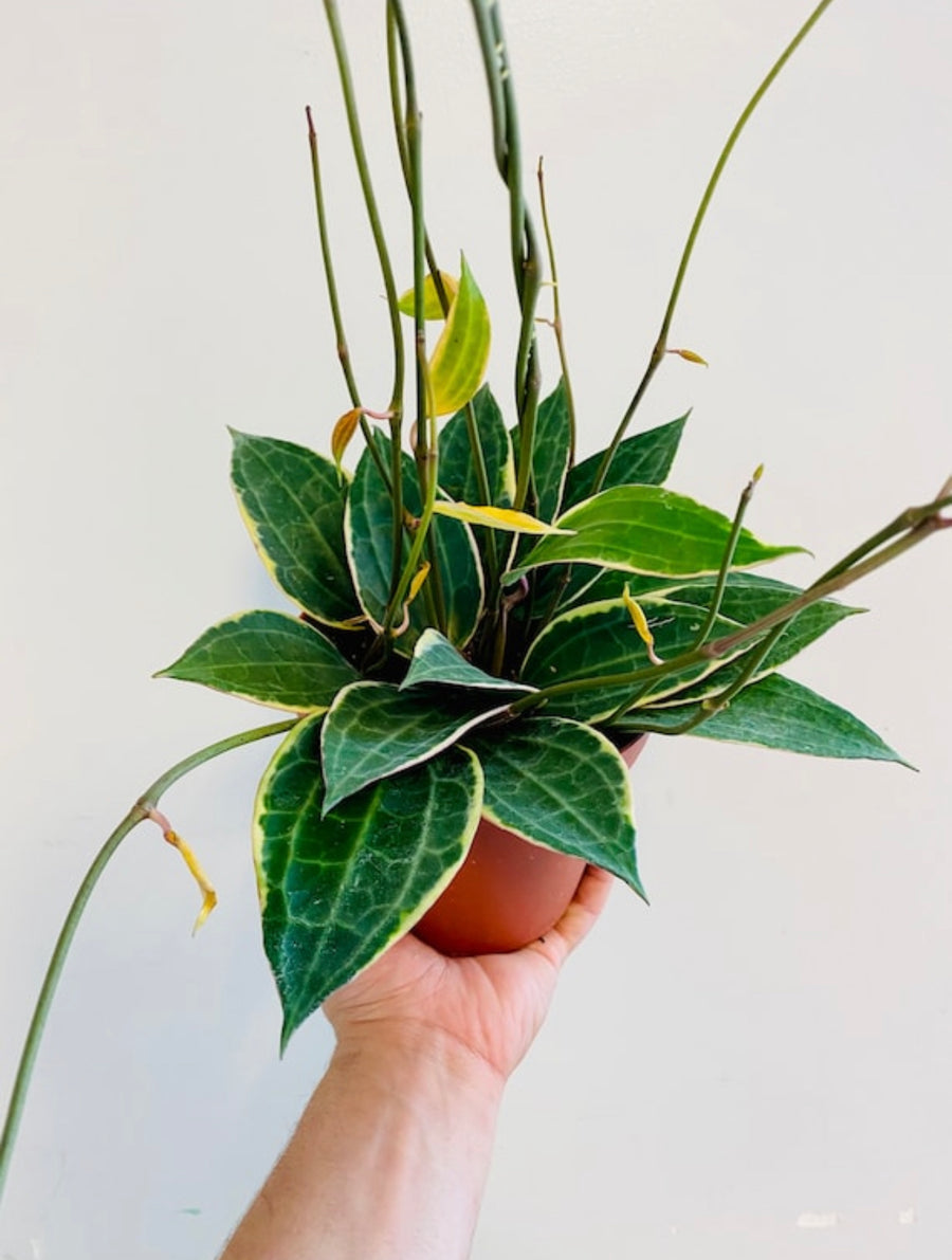 Hoya Latifolia - Outer Variegated - 6