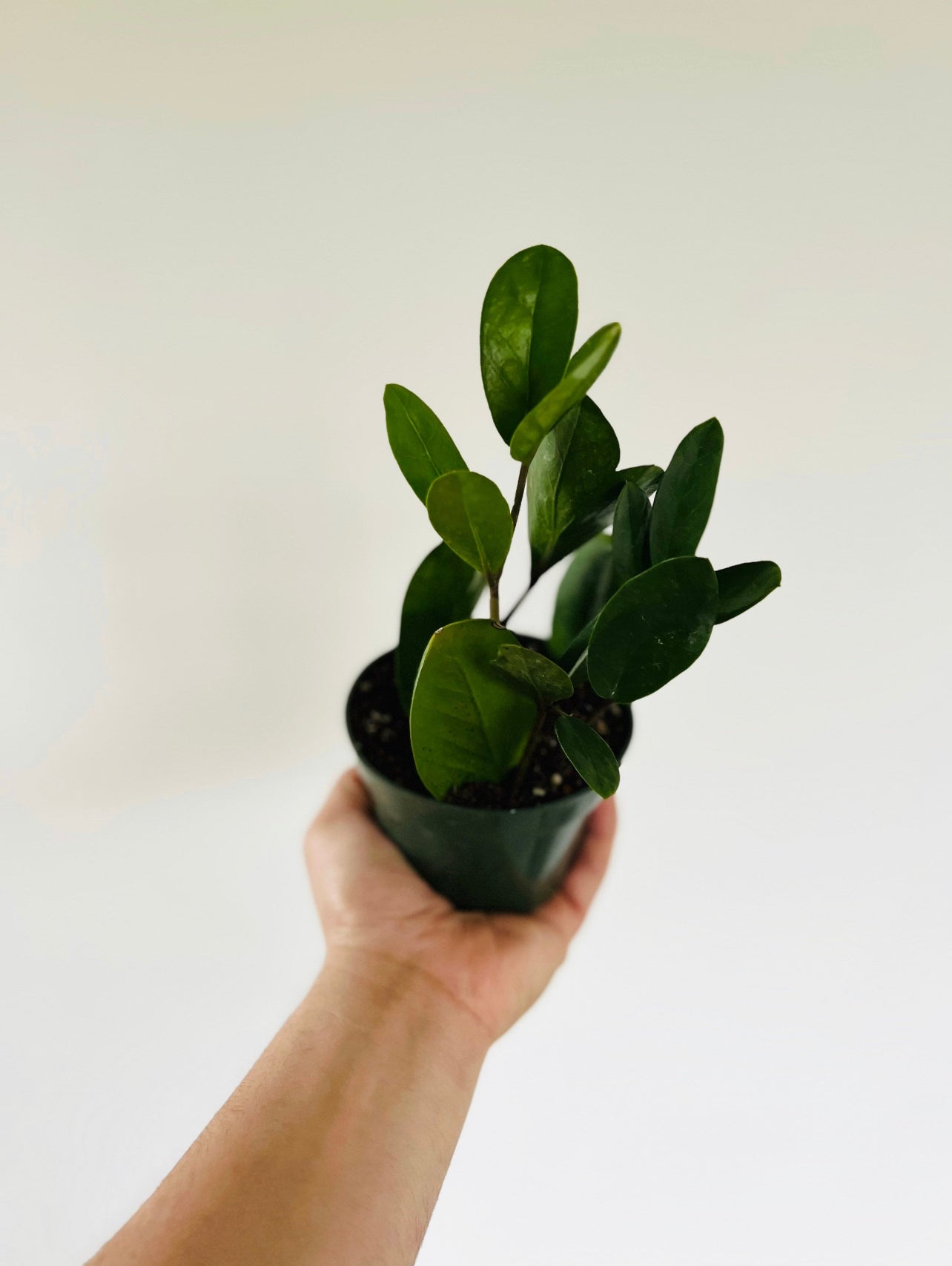 ZZ Plant – Brumley & Bloom