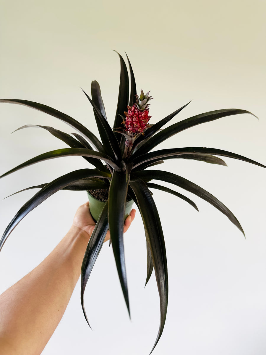 Red Pineapple Plant - 5