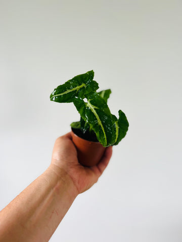 Syngonium Wendlanii - Rare Syngonium - 3