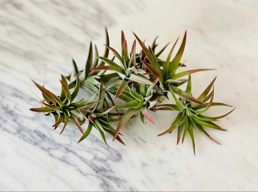 Burnt Umber Airplant - Tillandsia Collection