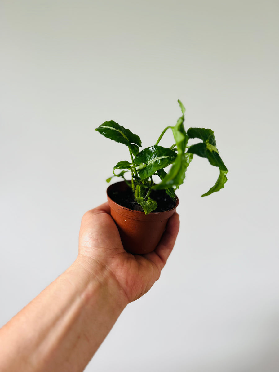 Syngonium Wendlanii - Rare Syngonium - 3