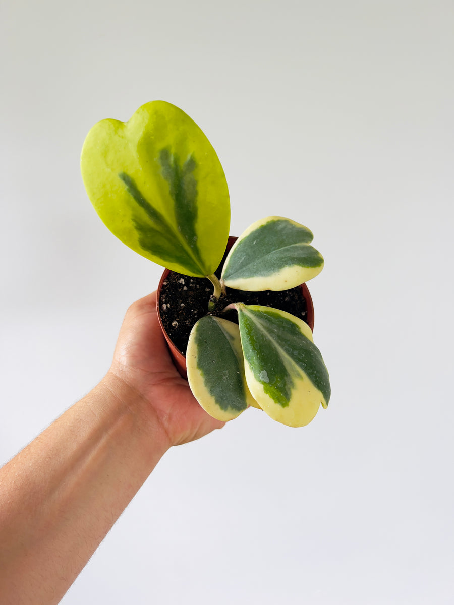 Hoya Kerrii ‘Outer Variegated’ - Vining - 4