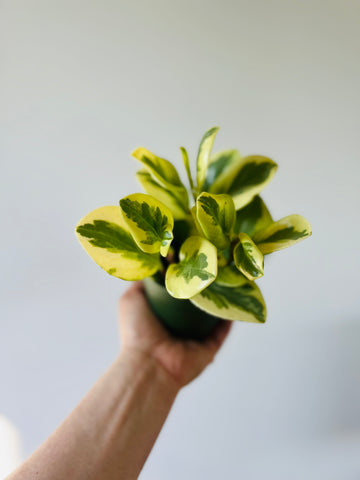 Peperomia Citrus Twist - 4