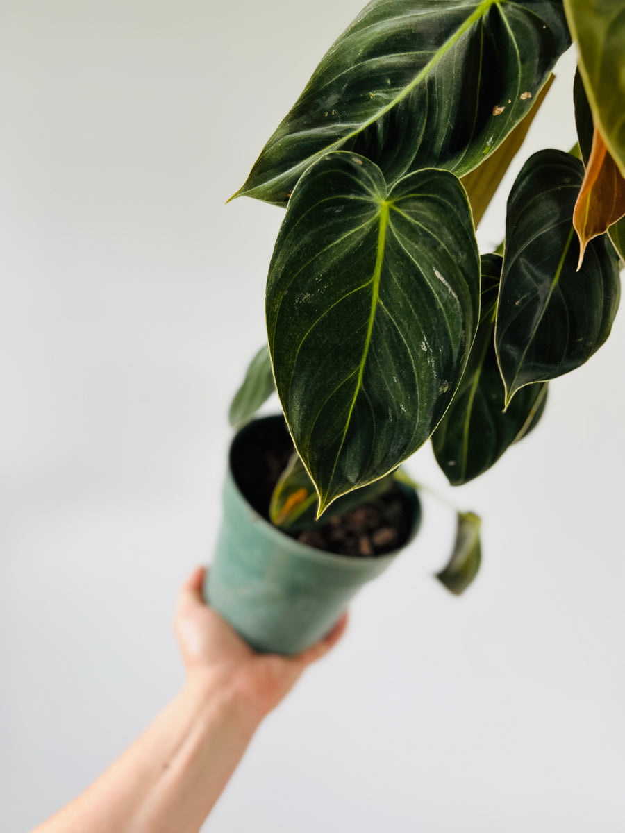Philodendron Melanochrysum - Grown on Totem - 6