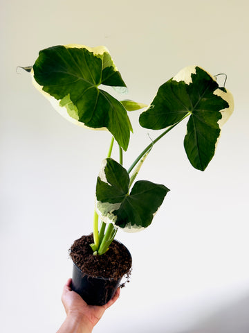 Variegated Alocasia Mickey Mouse - 4” Pot
