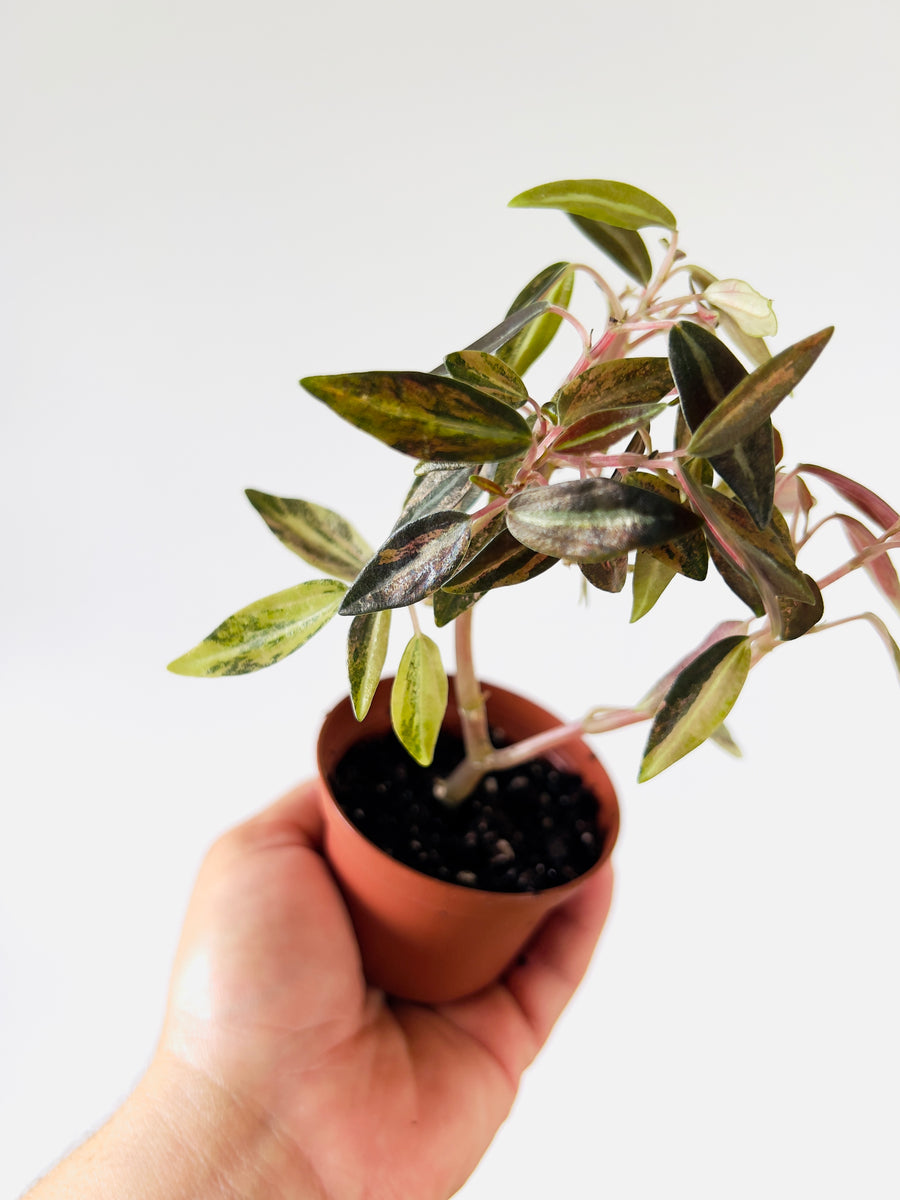 Peperomia ‘Harmony’s High Voltage’ - 3