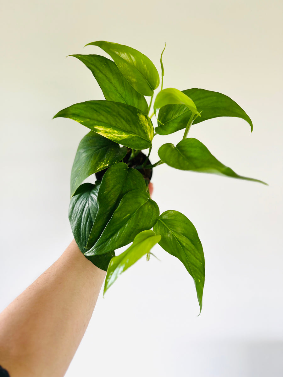 Epipremnum​ Pinnatum​ Yellow Variegated​ vs Yellow Flame 