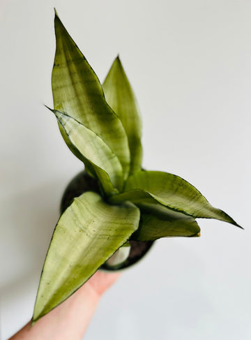 Sansevieria 'Moonshine' - 4