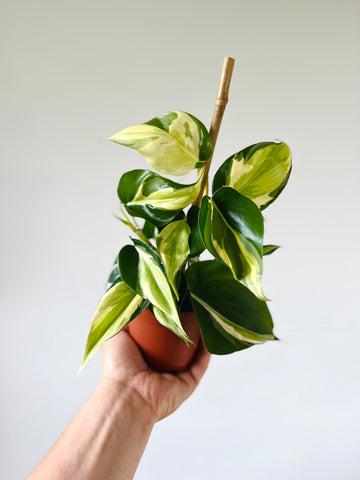 Philodendron Cream Splash - Grown From Mother Plant A - 4