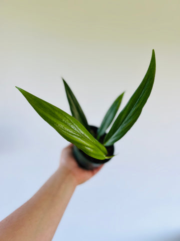 Epipremnum Amplissimum ‘Silver’ - 4