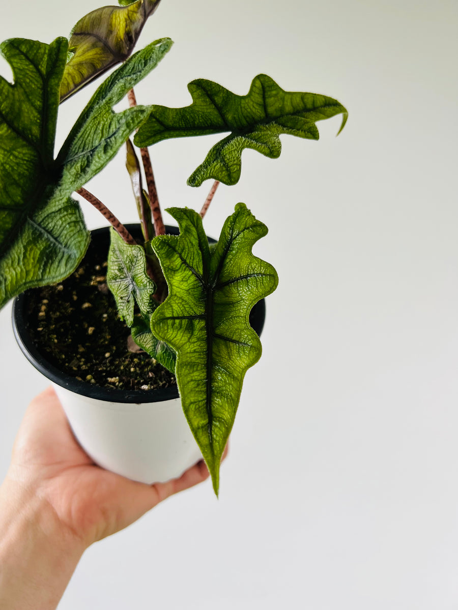 Alocasia Jacklyn - Rare Aroid - 6