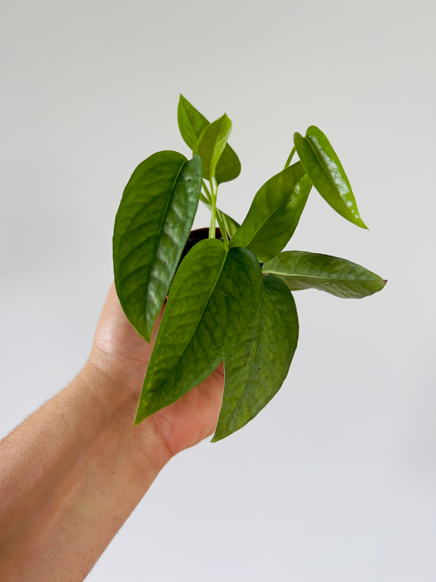 pothos cebu blue mature Cebu Blue Pothos - Epipremnum Pinnatum 'Cebu Blue'