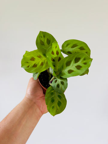 Maranta Leuconeura - Green & Black Prayer Plant - 3