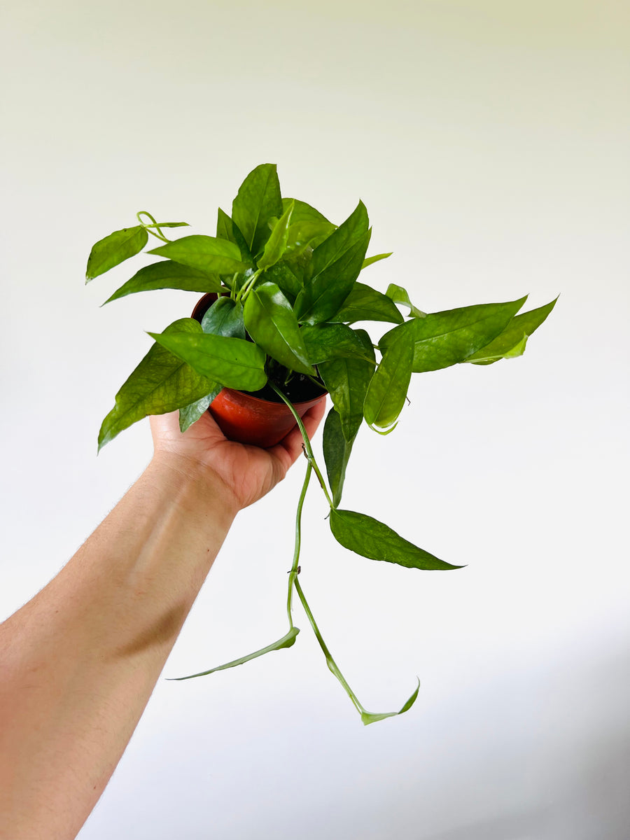 pothos epipremnum pinnatum 'skeleton key' Epipremnum Pinnatum 'Skeleton Key'