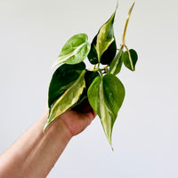 Philodendron hederaceum 'Cream Splash'
