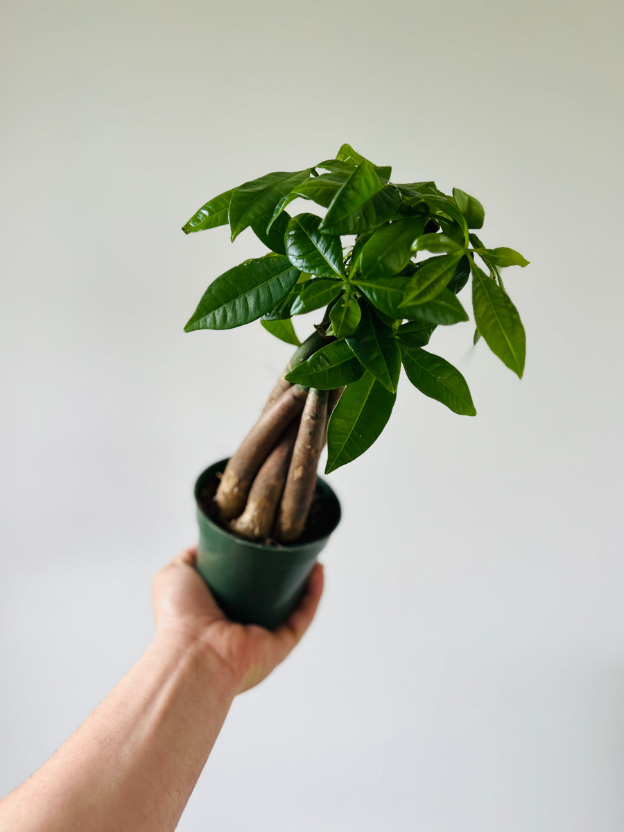 money tree mini pachira Money Tree Braid - Pachira Aquatica