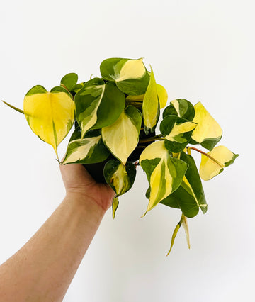Philodendron Carnival Sport - 4