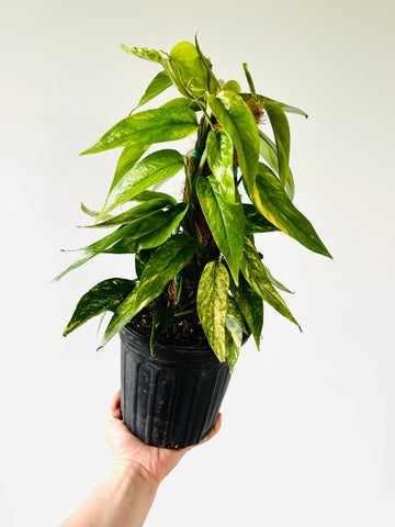 Epipremnum Pinnatum Neon ‘Kujang's Flame’ - Grown on Totem - 8