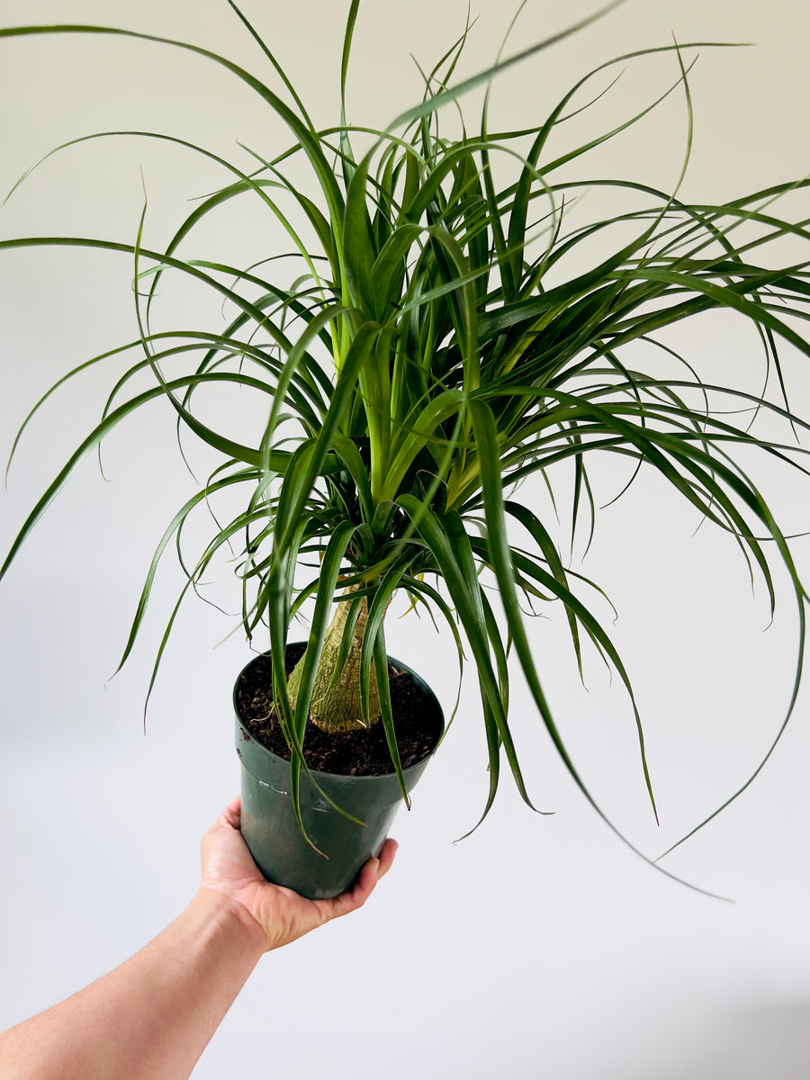 Ponytail Palm Stump - Beaucarnea Recurvata - 6