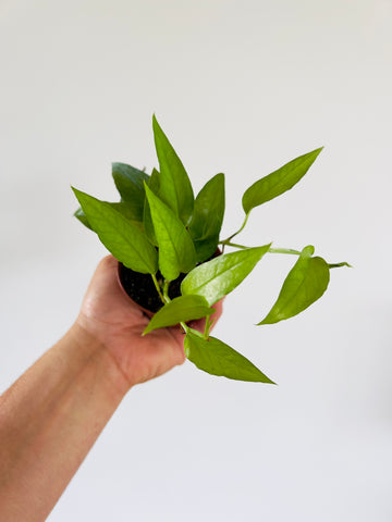 Epipremnum Pinnatum 'Skeleton Key' - 3