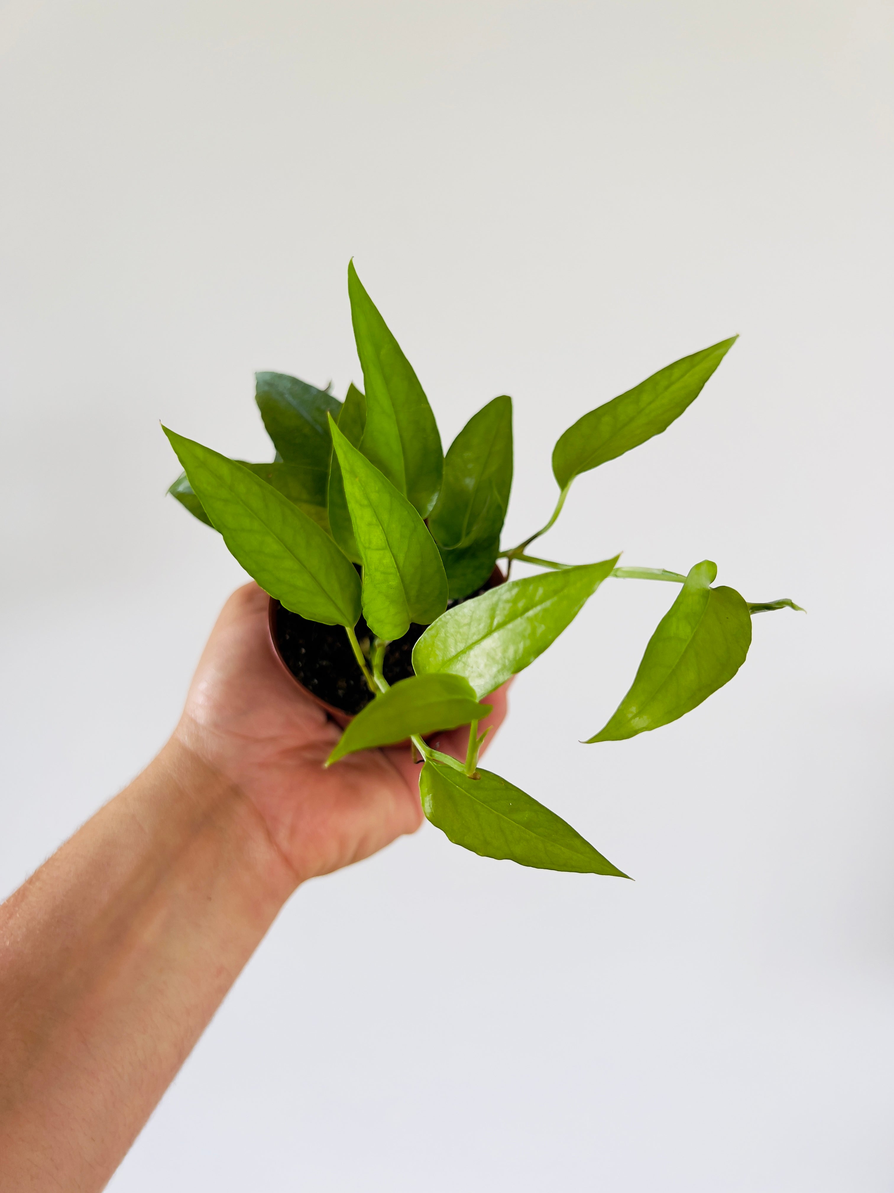 Pothos + Scindapsus – Page 2 – Brumley & Bloom