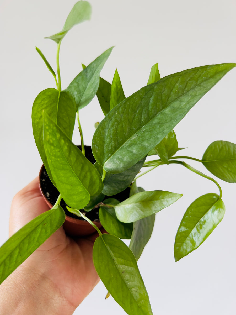 philodendron cebu blue epipremnum pinnatum Pothos 'Cebu Blue'