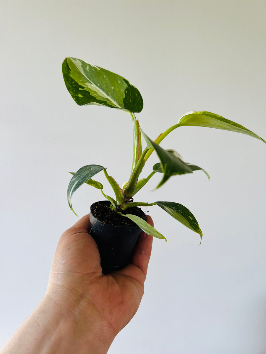 Philodendron White Princess - Medium Variegation - 3” Pot