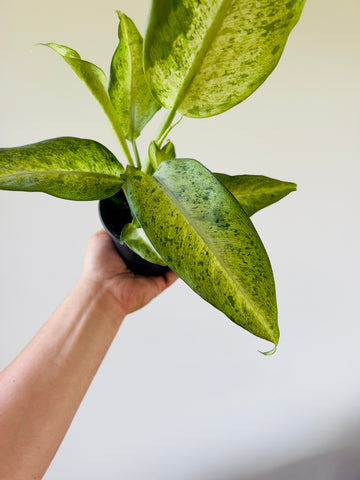 Dieffenbachia Camouflage - 4