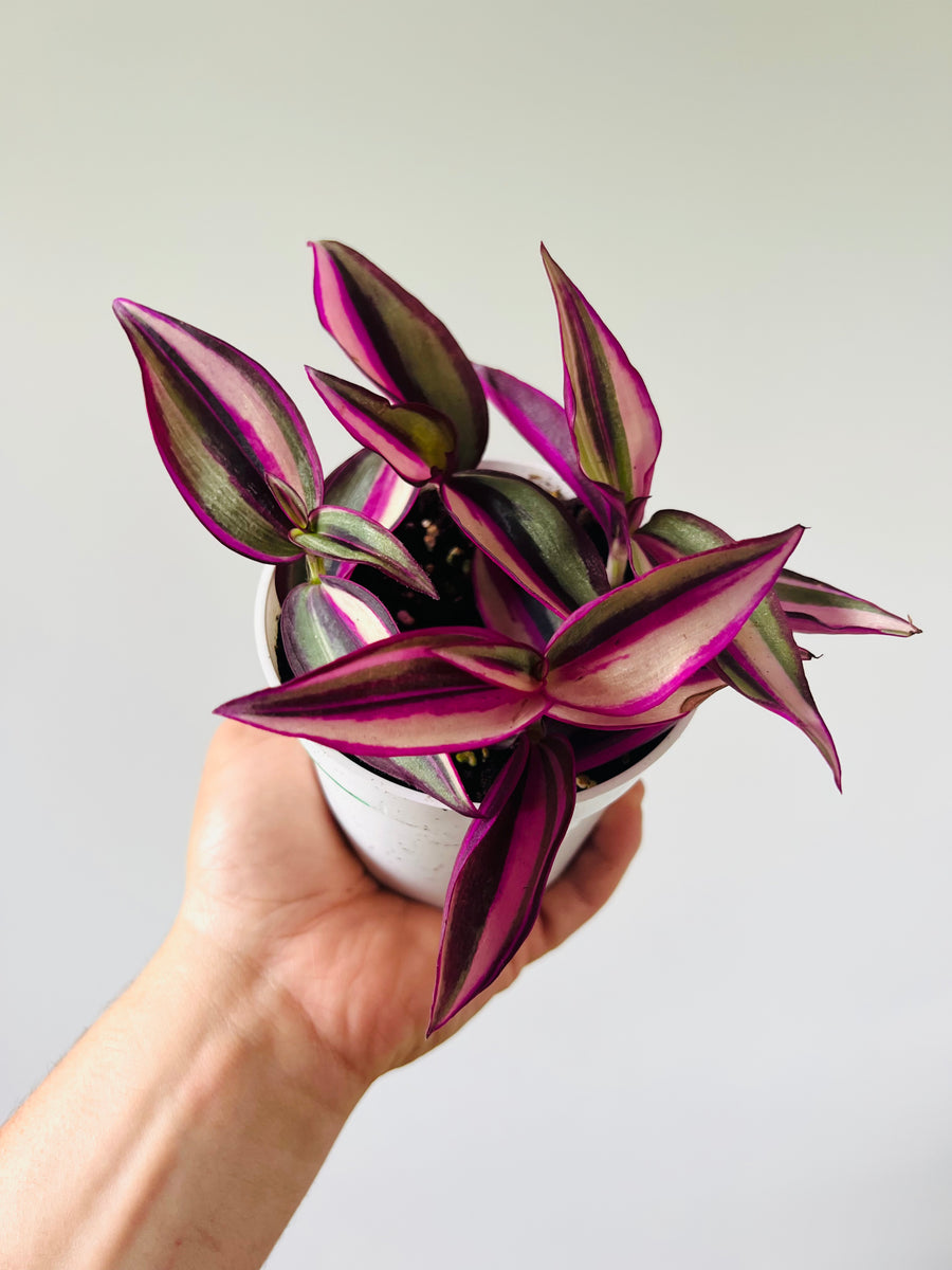 Quadricolor Wandering Dude - Rare Tradescantia - 4