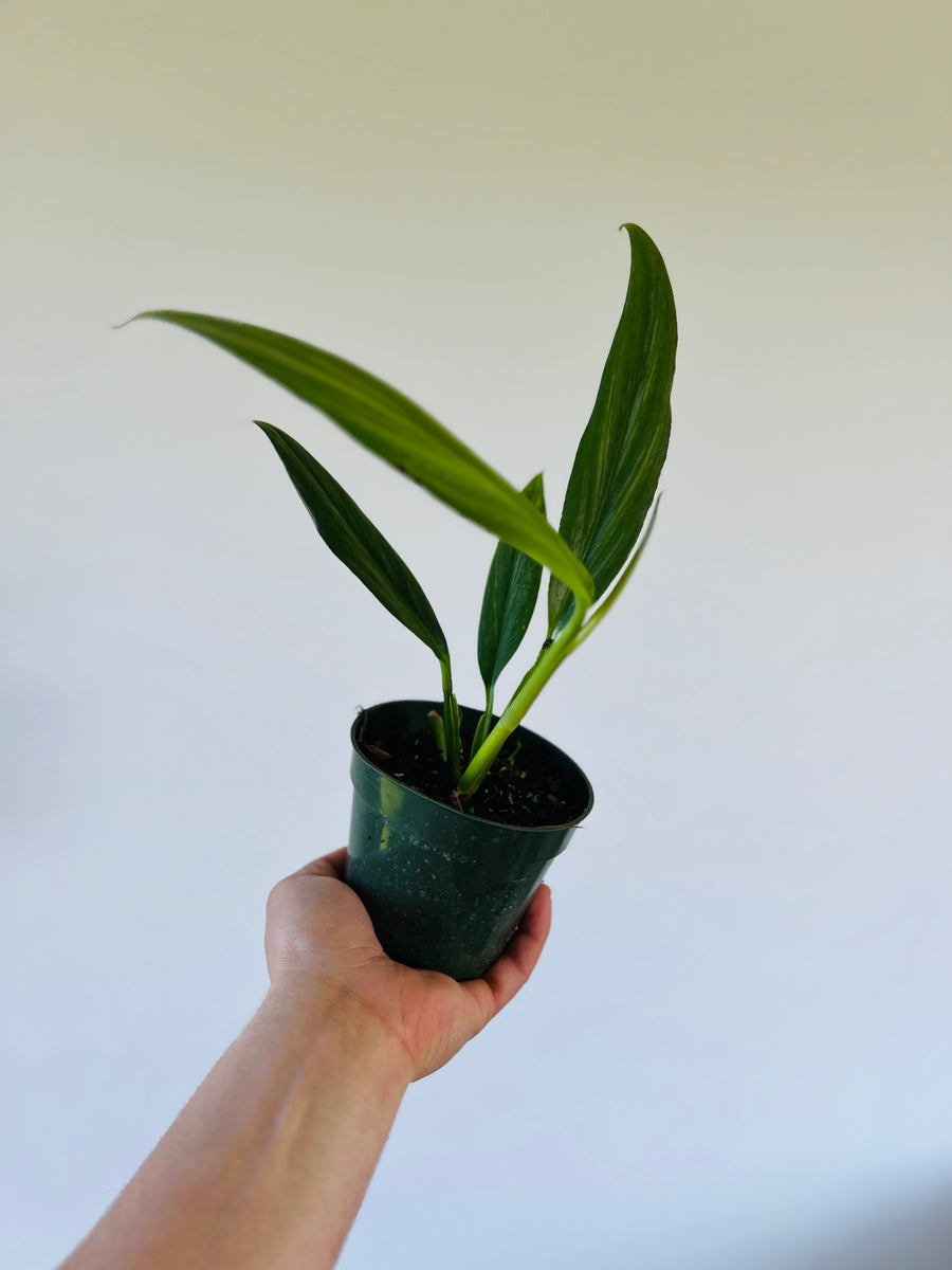 Epipremnum Amplissimum ‘Silver’ - 4