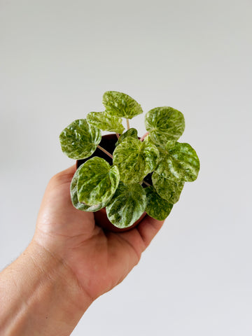 Peperomia Mojito - 3