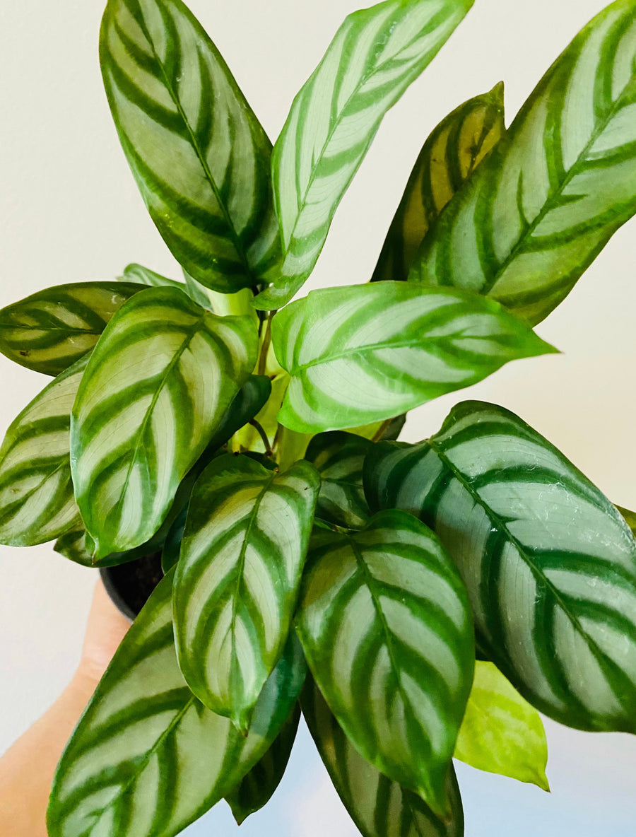 Calathea Silver Star - Peacock Calathea - 4