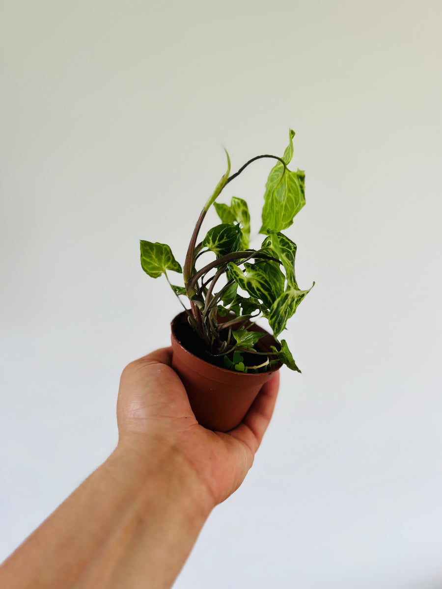 Syngonium Podophyllum 'Batik' - 3