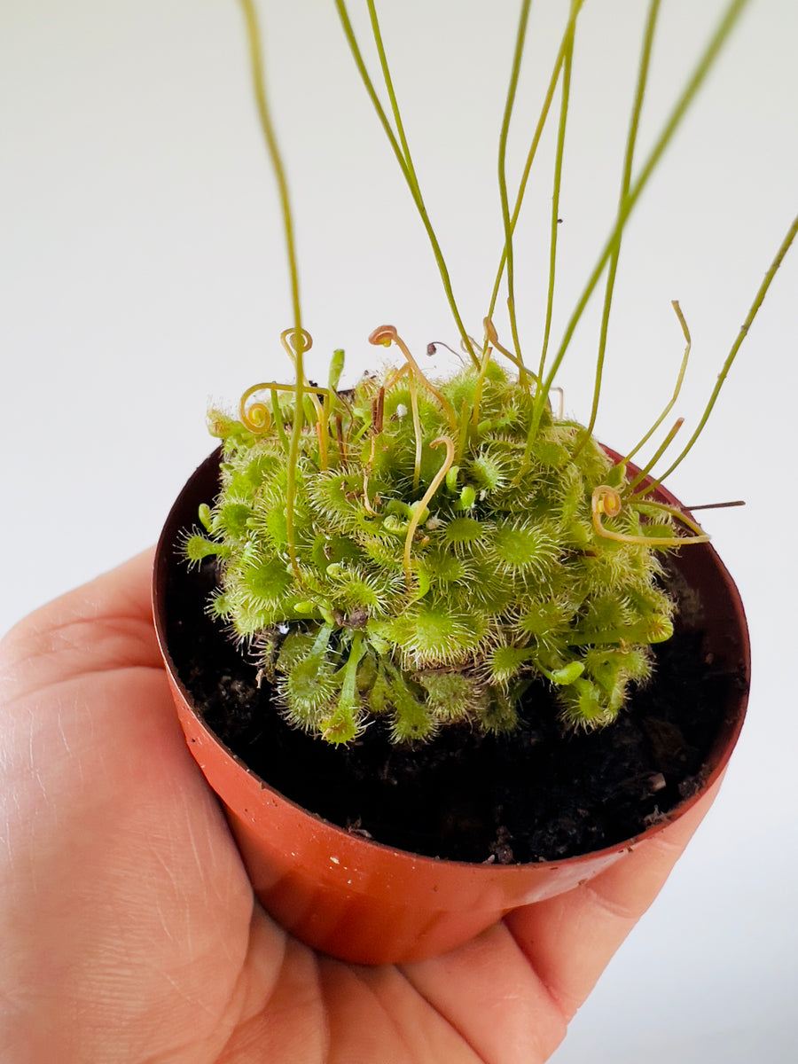 Carnivorous Sundew Plant - Drosera Spatulata