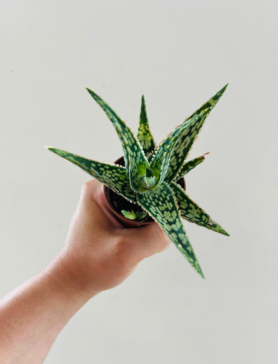 Aloe Strawberry Jam - Variegated Aloe Plant  - 2