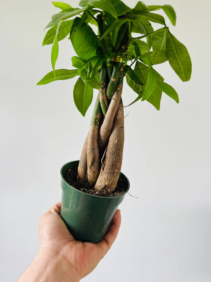 money tree plant braiding Money Tree Braid - Pachira Aquatica