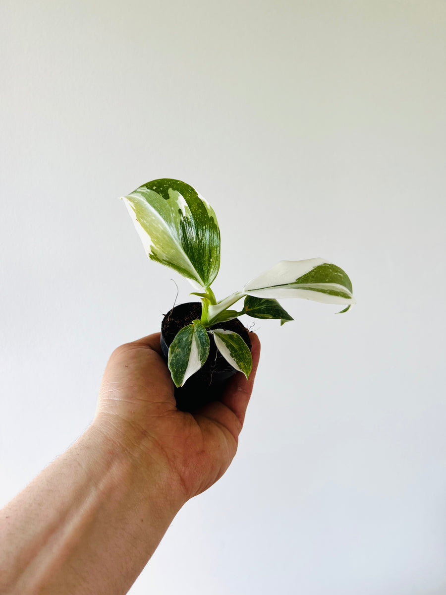 Philodendron White Knight - High Variegation - 3