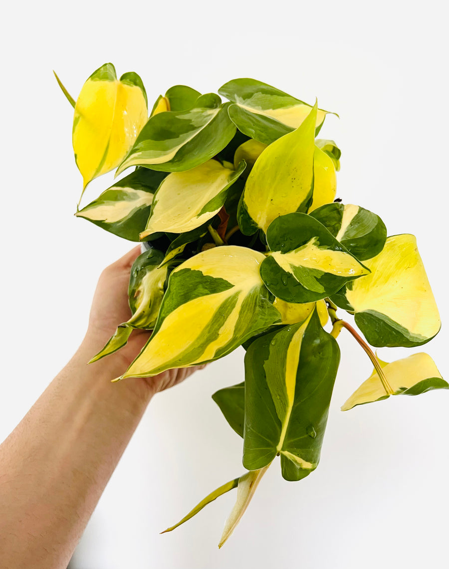 Philodendron Carnival Sport - 4