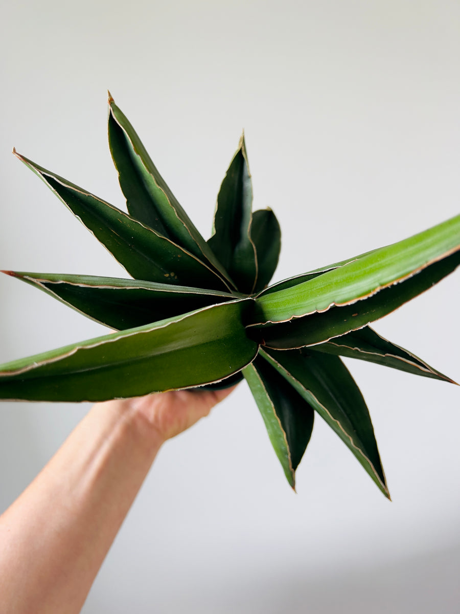 Samurai Sansevieria - Very Large - 4