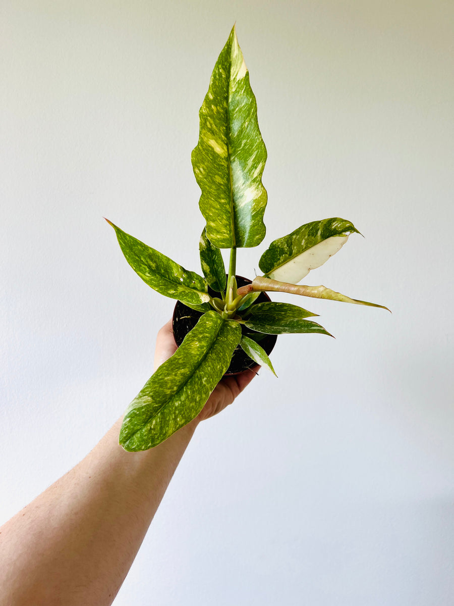 Philodendron Ring of Fire - High Variegation - 4