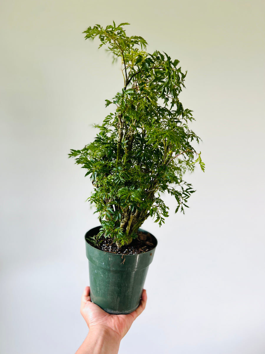 Chinese Ming Stump - Aralia Ming  - 6