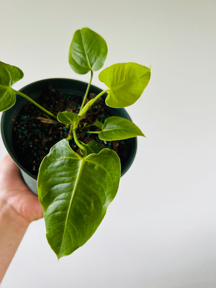 Anthurium Veitchii King - Rare Aroid - 6